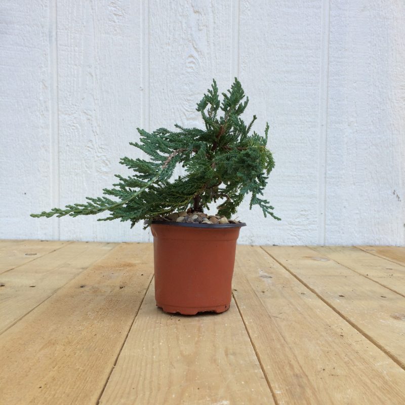 Juniper Pre-Bonsai Tree In 4" Plastic Training Pot (Blue Rug Juniper), 3 Years, Evergreen Outdoor Bonsai - Image 3