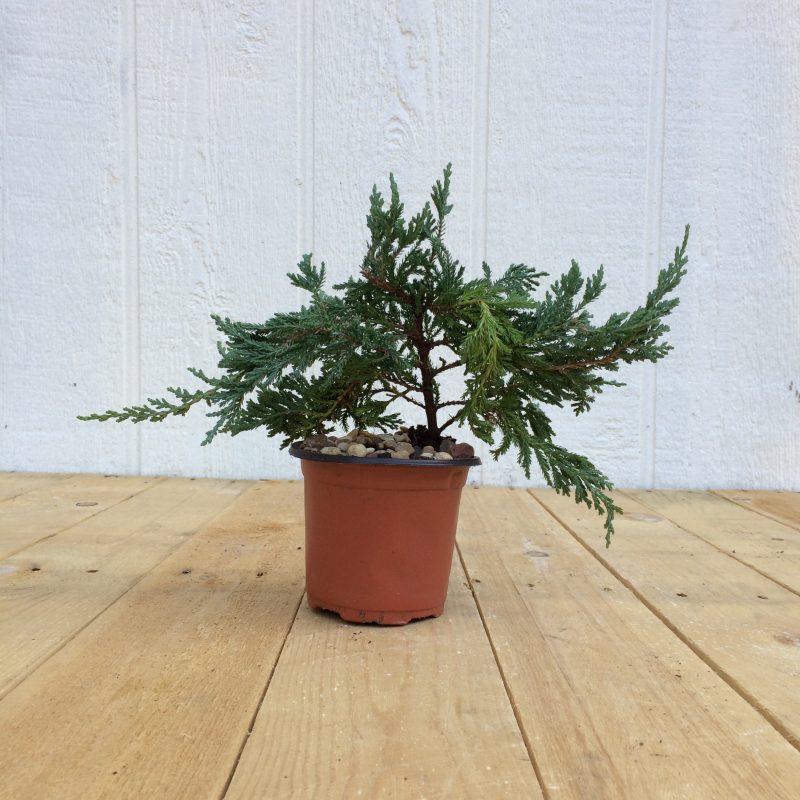 Juniper Pre-Bonsai Tree In 4" Plastic Training Pot (Blue Rug Juniper), 3 Years, Evergreen Outdoor Bonsai - Image 4