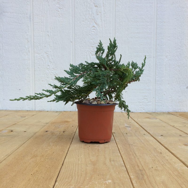 Juniper Pre-Bonsai Tree In 4" Plastic Training Pot (Blue Rug Juniper), 3 Years, Evergreen Outdoor Bonsai - Image 5