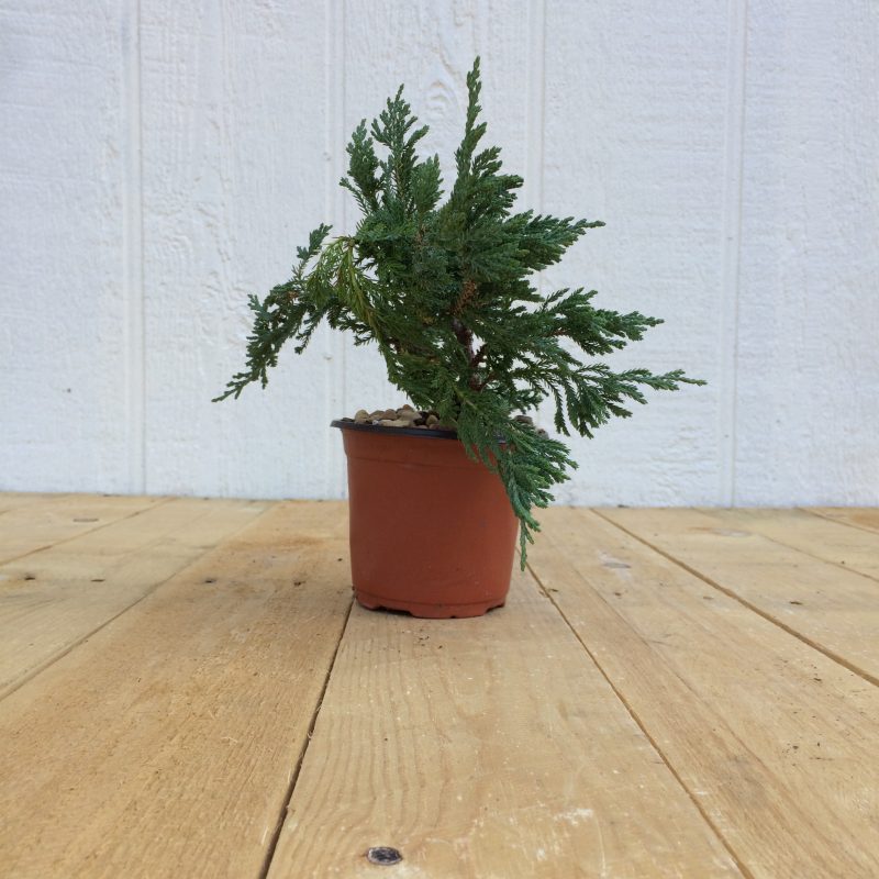 Juniper Pre-Bonsai Tree In 4" Plastic Training Pot (Blue Rug Juniper), 3 Years, Evergreen Outdoor Bonsai - Image 6