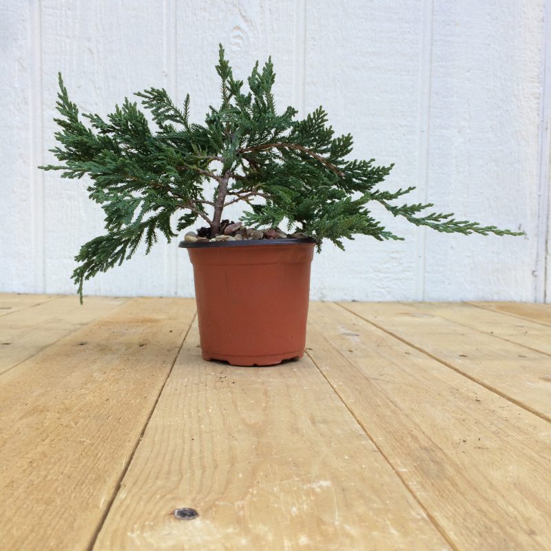 Juniper Pre-Bonsai Tree In 4" Plastic Training Pot (Blue Rug Juniper), 3 Years, Evergreen Outdoor Bonsai - Image 7