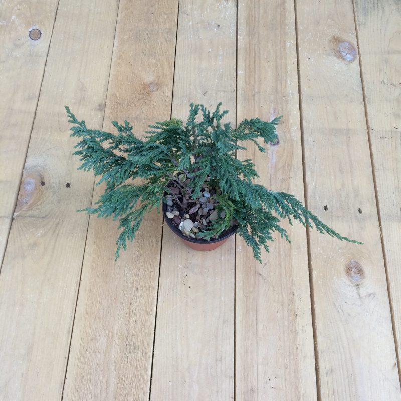 Juniper Pre-Bonsai Tree In 4" Plastic Training Pot (Blue Rug Juniper), 3 Years, Evergreen Outdoor Bonsai - Image 8