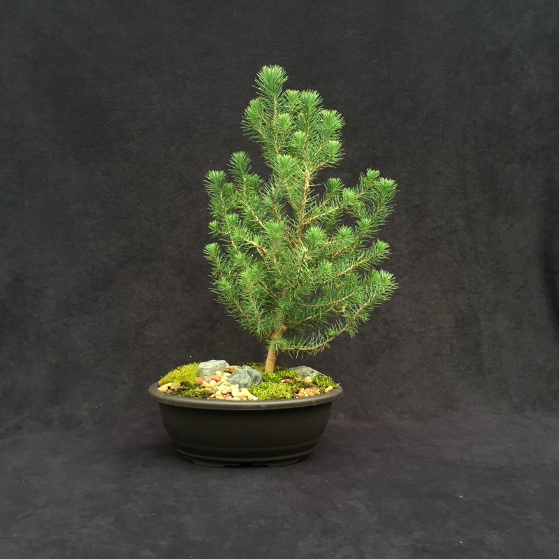 Italian Stone Pine Bonsai Tree In 10" Plastic Bonsai Pot, 6 Years, Beautiful Evergreen Outdoor Bonsai