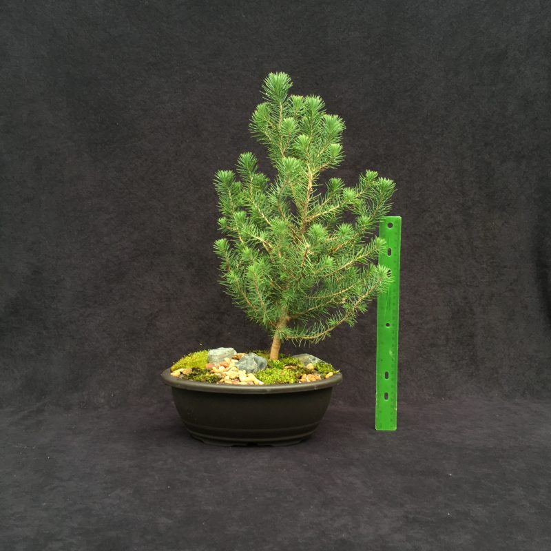 Italian Stone Pine Bonsai Tree In 10" Plastic Bonsai Pot, 6 Years, Beautiful Evergreen Outdoor Bonsai - Image 2