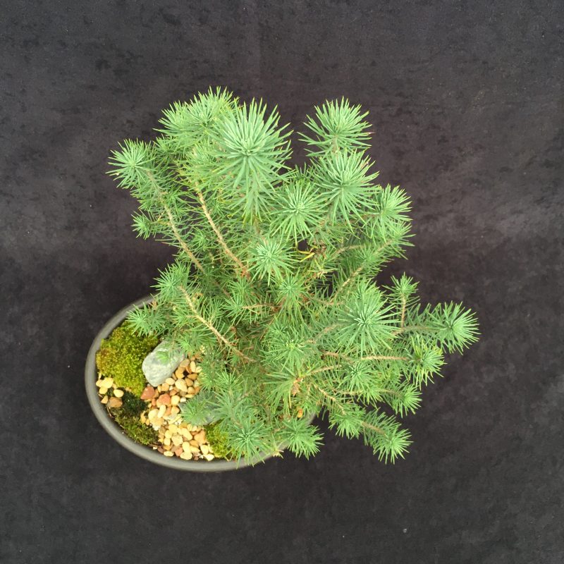 Italian Stone Pine Bonsai Tree In 10" Plastic Bonsai Pot, 6 Years, Beautiful Evergreen Outdoor Bonsai - Image 3