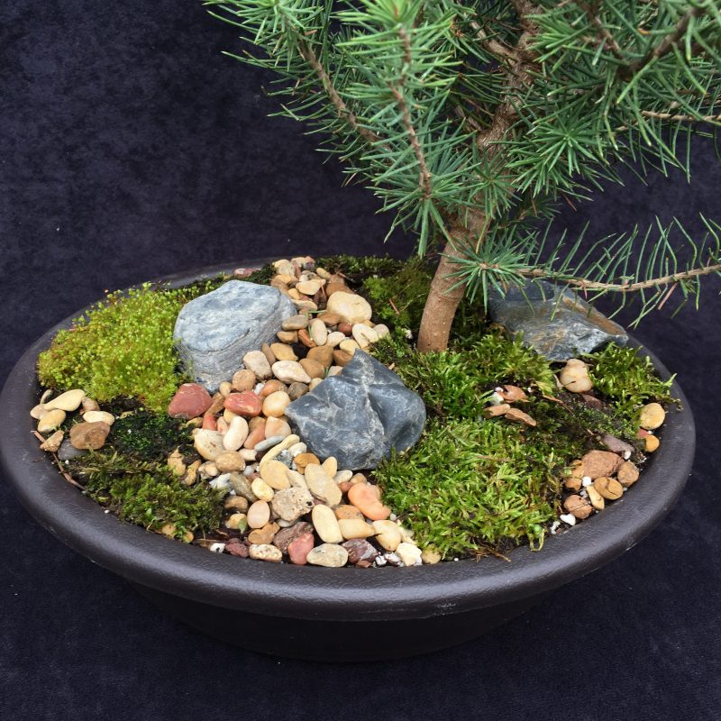 Italian Stone Pine Bonsai Tree In 10" Plastic Bonsai Pot, 6 Years, Beautiful Evergreen Outdoor Bonsai - Image 4