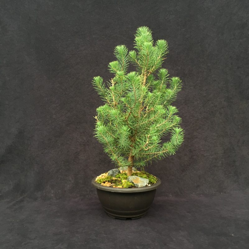 Italian Stone Pine Bonsai Tree In 10" Plastic Bonsai Pot, 6 Years, Beautiful Evergreen Outdoor Bonsai - Image 5