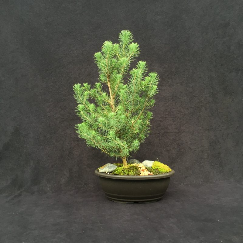 Italian Stone Pine Bonsai Tree In 10" Plastic Bonsai Pot, 6 Years, Beautiful Evergreen Outdoor Bonsai - Image 6