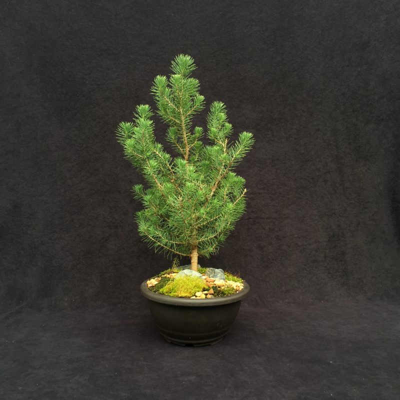 Italian Stone Pine Bonsai Tree In 10" Plastic Bonsai Pot, 6 Years, Beautiful Evergreen Outdoor Bonsai - Image 8