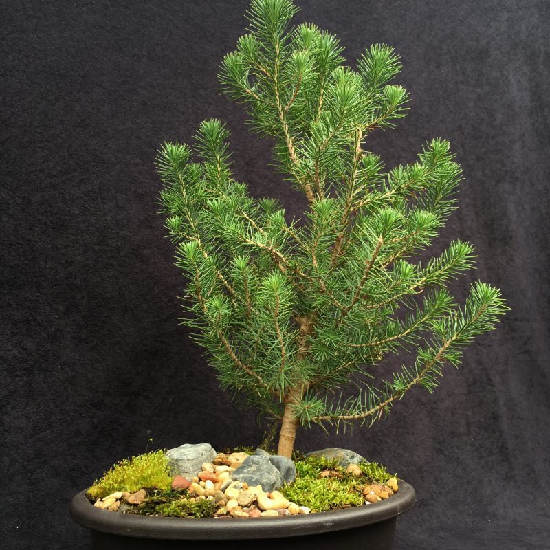 Italian Stone Pine Bonsai Tree In 10" Plastic Bonsai Pot, 6 Years, Beautiful Evergreen Outdoor Bonsai - Image 10