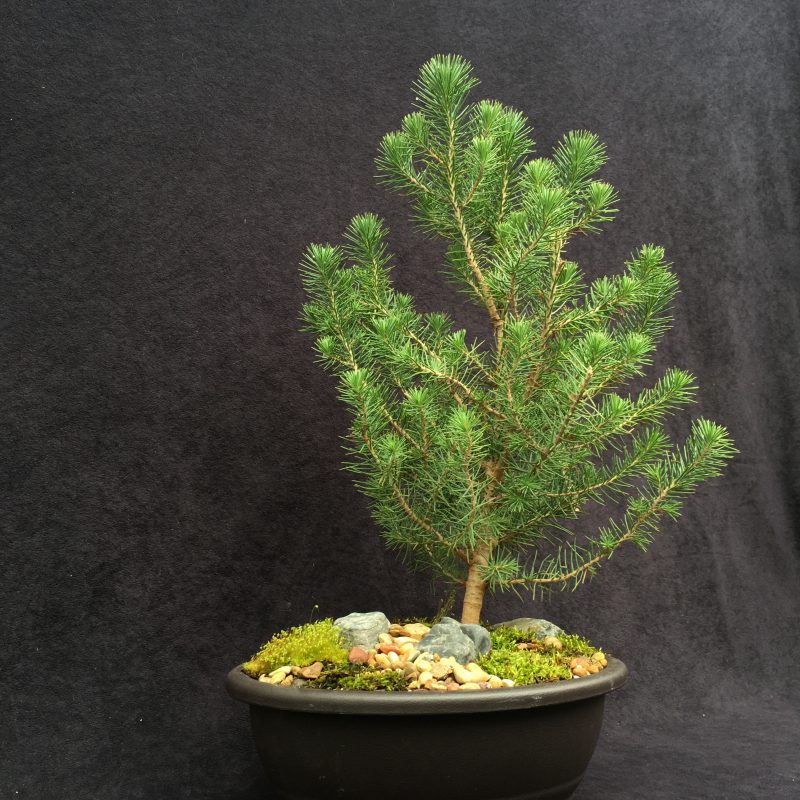 Italian Stone Pine Bonsai Tree In 10" Plastic Bonsai Pot, 6 Years, Beautiful Evergreen Outdoor Bonsai - Image 11