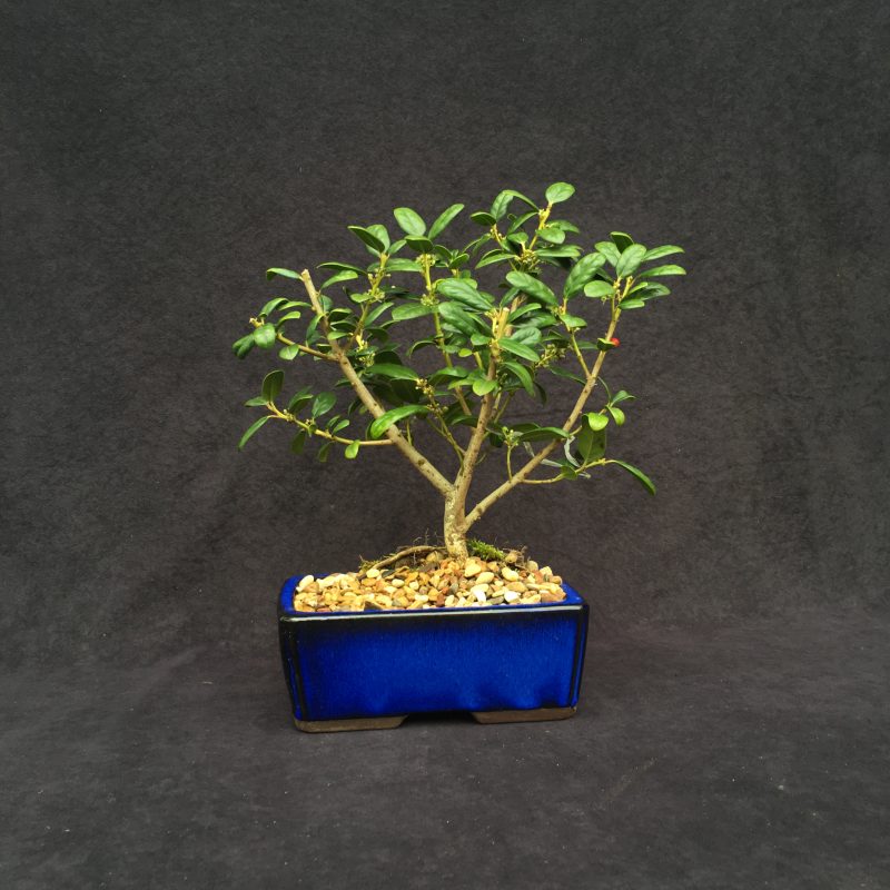 Burford Holly Bonsai Tree In 8" Ceramic Bonsai Pot, 7 Years, Evergreen Flowering Outdoor Bonsai