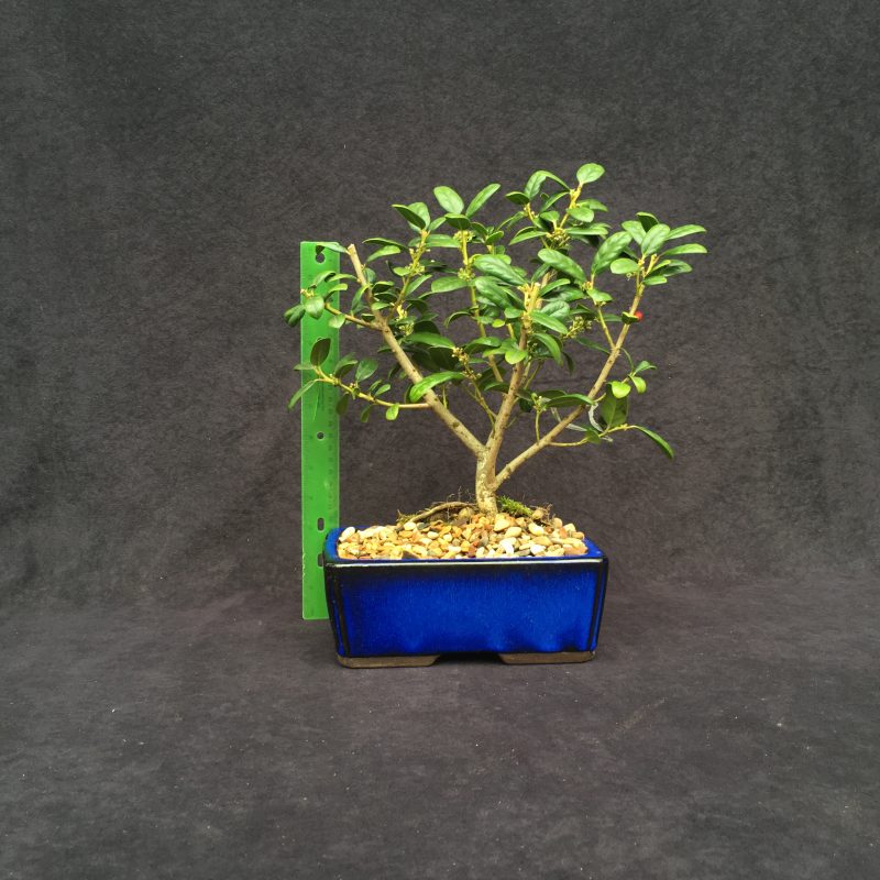 Burford Holly Bonsai Tree In 8" Ceramic Bonsai Pot, 7 Years, Evergreen Flowering Outdoor Bonsai - Image 4