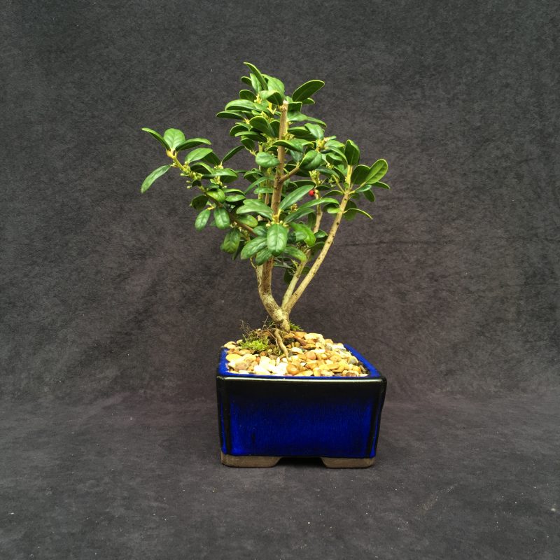 Burford Holly Bonsai Tree In 8" Ceramic Bonsai Pot, 7 Years, Evergreen Flowering Outdoor Bonsai - Image 5