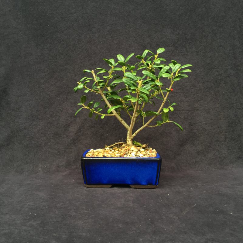 Burford Holly Bonsai Tree In 8" Ceramic Bonsai Pot, 7 Years, Evergreen Flowering Outdoor Bonsai - Image 6