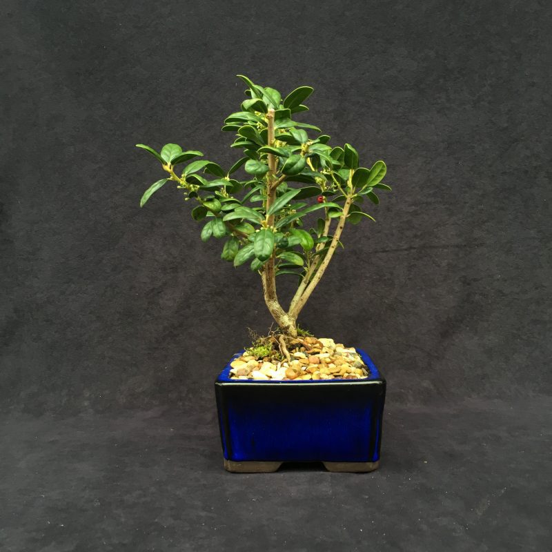 Burford Holly Bonsai Tree In 8" Ceramic Bonsai Pot, 7 Years, Evergreen Flowering Outdoor Bonsai - Image 9