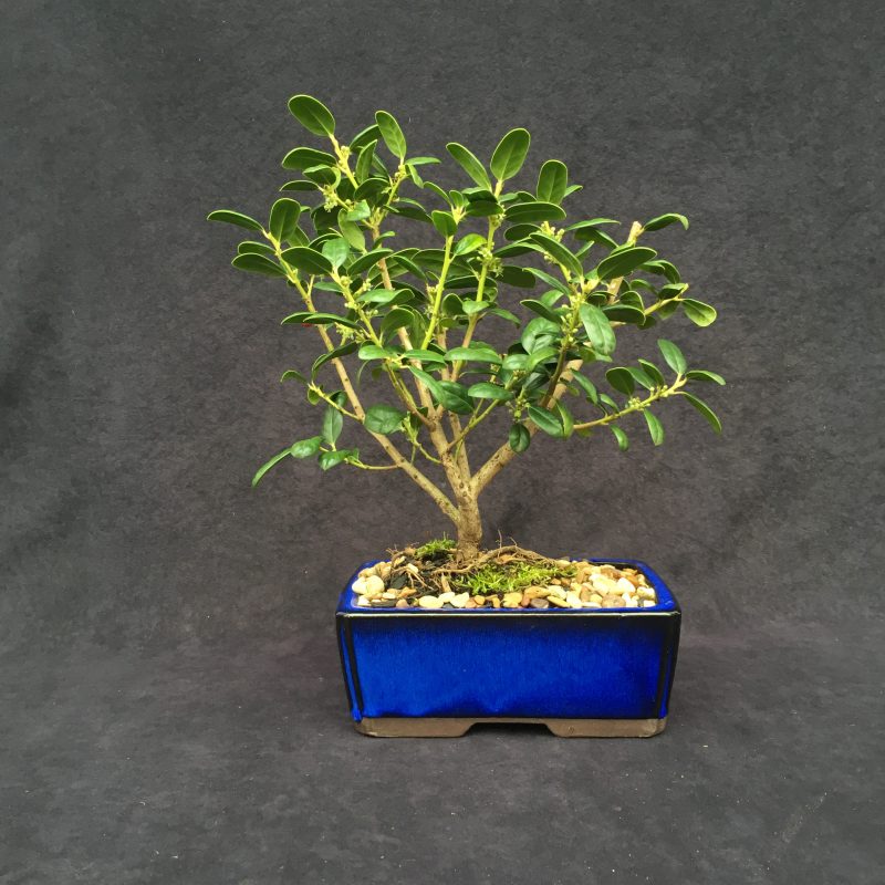 Burford Holly Bonsai Tree In 8" Ceramic Bonsai Pot, 7 Years, Evergreen Flowering Outdoor Bonsai - Image 10