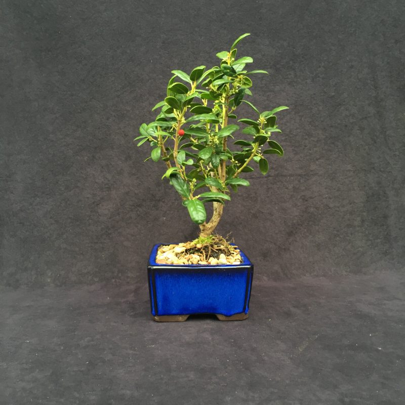 Burford Holly Bonsai Tree In 8" Ceramic Bonsai Pot, 7 Years, Evergreen Flowering Outdoor Bonsai - Image 11