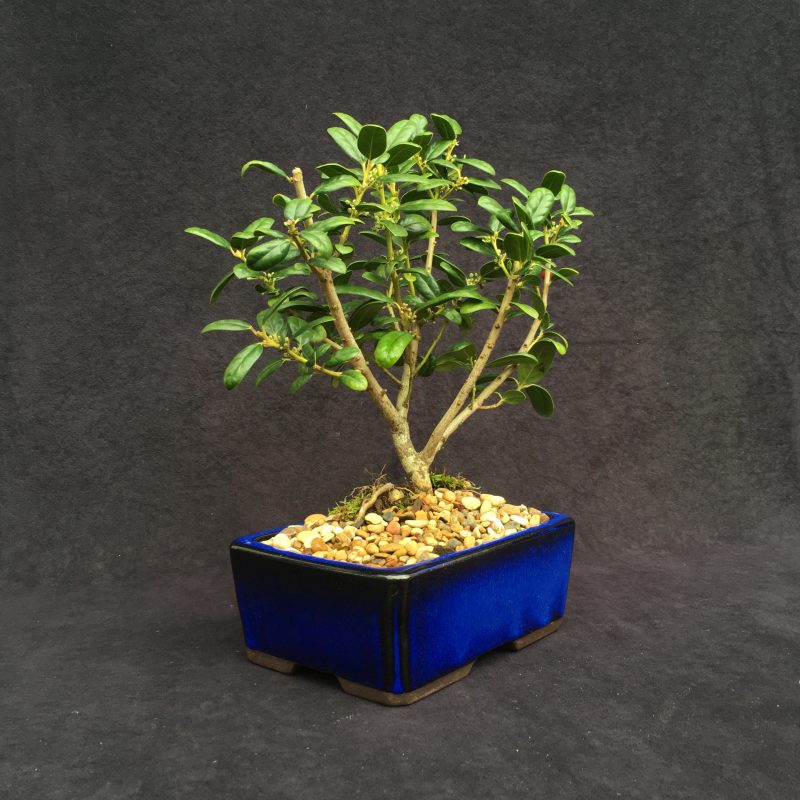 Burford Holly Bonsai Tree In 8" Ceramic Bonsai Pot, 7 Years, Evergreen Flowering Outdoor Bonsai - Image 14