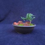 Blue Rug Juniper Bonsai Tree Landscape In 10" Plastic Bonsai Pot, 2-3 Years, Evergreen Outdoor Bonsai Tree