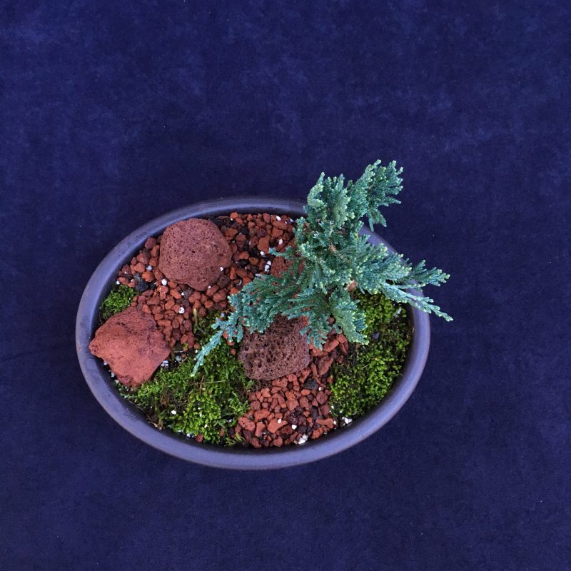 Blue Rug Juniper Bonsai Tree Landscape In 10" Plastic Bonsai Pot, 2-3 Years, Evergreen Outdoor Bonsai Tree - Image 4