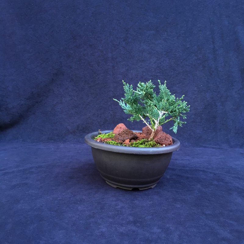 Blue Rug Juniper Bonsai Tree Landscape In 10" Plastic Bonsai Pot, 2-3 Years, Evergreen Outdoor Bonsai Tree - Image 6