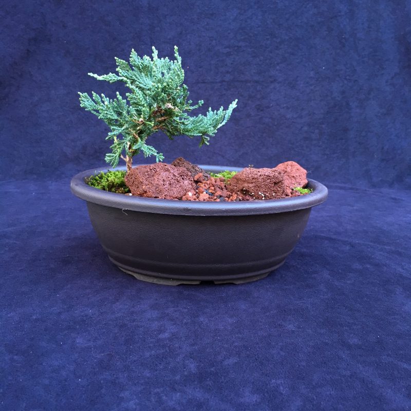 Blue Rug Juniper Bonsai Tree Landscape In 10" Plastic Bonsai Pot, 2-3 Years, Evergreen Outdoor Bonsai Tree - Image 3