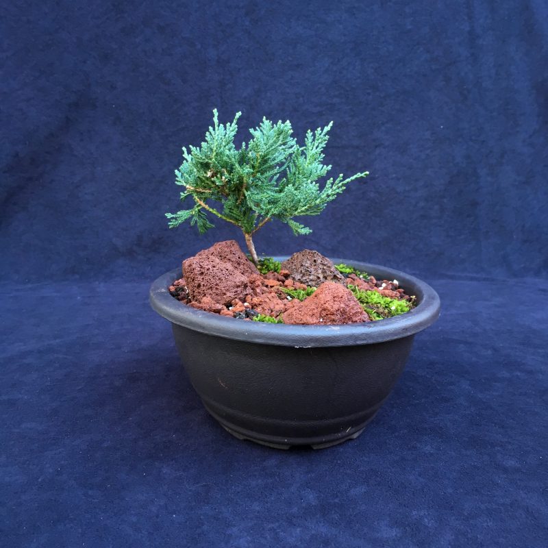 Blue Rug Juniper Bonsai Tree Landscape In 10" Plastic Bonsai Pot, 2-3 Years, Evergreen Outdoor Bonsai Tree - Image 5