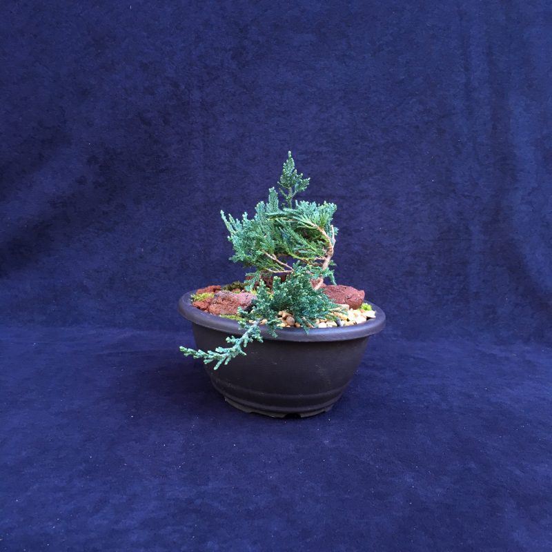 Blue Rug Juniper Bonsai Tree Landscape In 10" Plastic Bonsai Pot, 3-4 Years, Evergreen Outdoor Bonsai Tree - Image 4