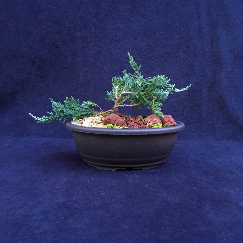 Blue Rug Juniper Bonsai Tree Landscape In 10" Plastic Bonsai Pot, 3-4 Years, Evergreen Outdoor Bonsai Tree - Image 3