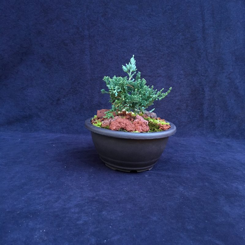 Blue Rug Juniper Bonsai Tree Landscape In 10" Plastic Bonsai Pot, 3-4 Years, Evergreen Outdoor Bonsai Tree - Image 5