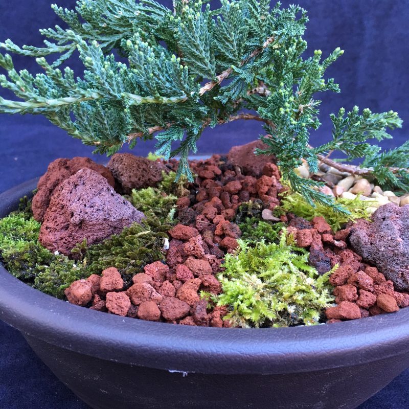 Blue Rug Juniper Bonsai Tree Landscape In 10" Plastic Bonsai Pot, 3-4 Years, Evergreen Outdoor Bonsai Tree - Image 8