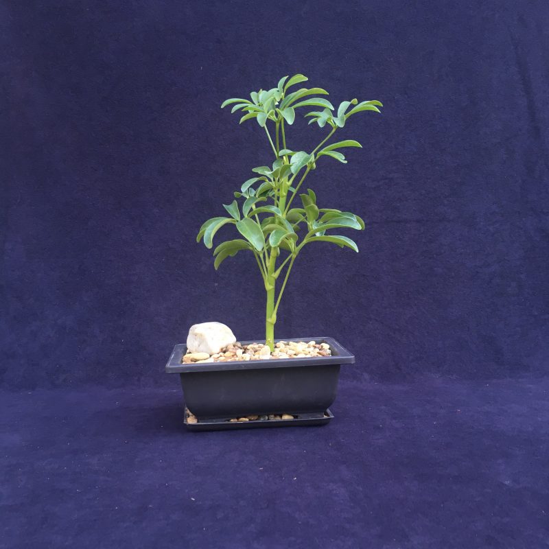 Indoor Schefflera Bonsai Tree In 6" Plastic Bonsai Pot, Humidity Tray And Gravel, (Hawaiian Umbrella), 2-3 Years, Great Indoor Bonsai Tree