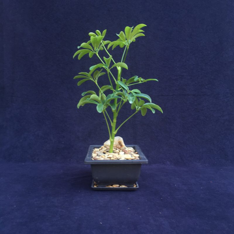 Indoor Schefflera Bonsai Tree In 6" Plastic Bonsai Pot, Humidity Tray And Gravel, (Hawaiian Umbrella), 2-3 Years, Great Indoor Bonsai Tree - Image 3