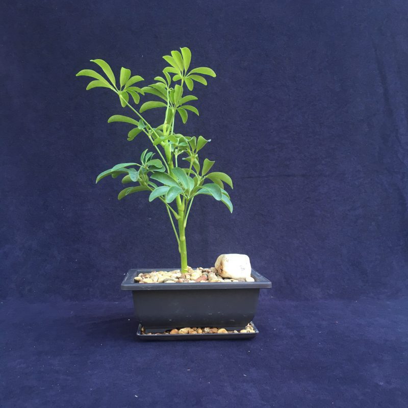 Indoor Schefflera Bonsai Tree In 6" Plastic Bonsai Pot, Humidity Tray And Gravel, (Hawaiian Umbrella), 2-3 Years, Great Indoor Bonsai Tree - Image 4