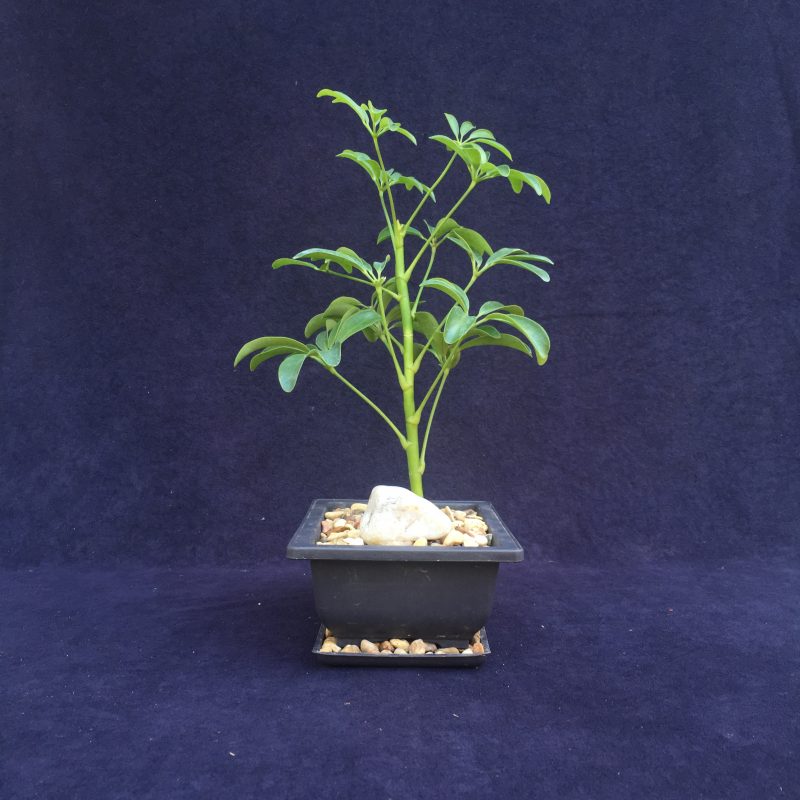 Indoor Schefflera Bonsai Tree In 6" Plastic Bonsai Pot, Humidity Tray And Gravel, (Hawaiian Umbrella), 2-3 Years, Great Indoor Bonsai Tree - Image 5