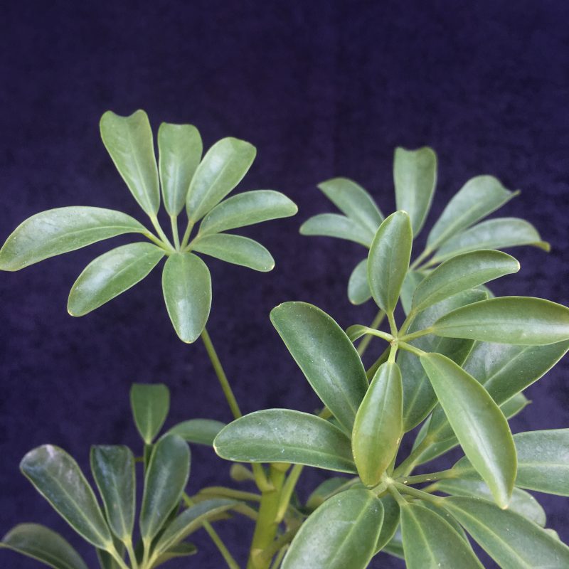 Indoor Schefflera Bonsai Tree In 6" Plastic Bonsai Pot, Humidity Tray And Gravel, (Hawaiian Umbrella), 2-3 Years, Great Indoor Bonsai Tree - Image 6