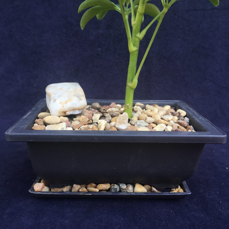 Indoor Schefflera Bonsai Tree In 6" Plastic Bonsai Pot, Humidity Tray And Gravel, (Hawaiian Umbrella), 2-3 Years, Great Indoor Bonsai Tree - Image 7