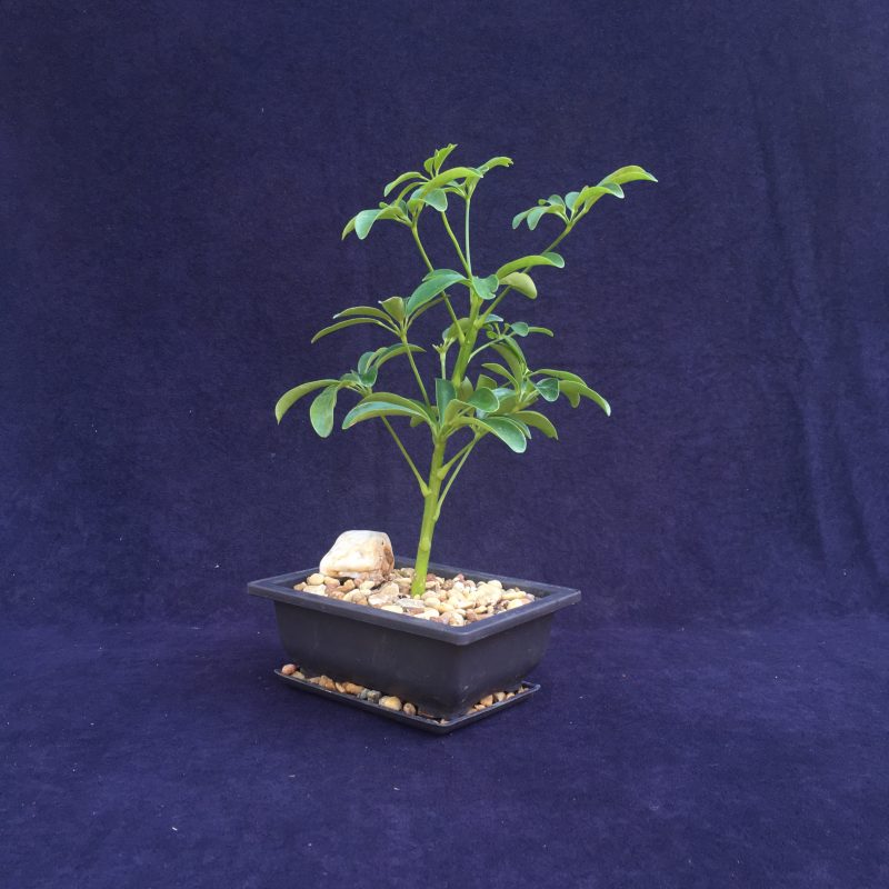 Indoor Schefflera Bonsai Tree In 6" Plastic Bonsai Pot, Humidity Tray And Gravel, (Hawaiian Umbrella), 2-3 Years, Great Indoor Bonsai Tree - Image 8