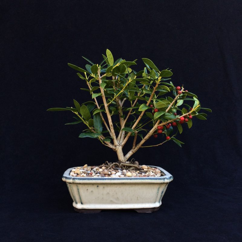 Burford Holly Bonsai Tree In 8" Ceramic Bonsai Pot, 7 Years, Evergreen Flowering Outdoor Bonsai