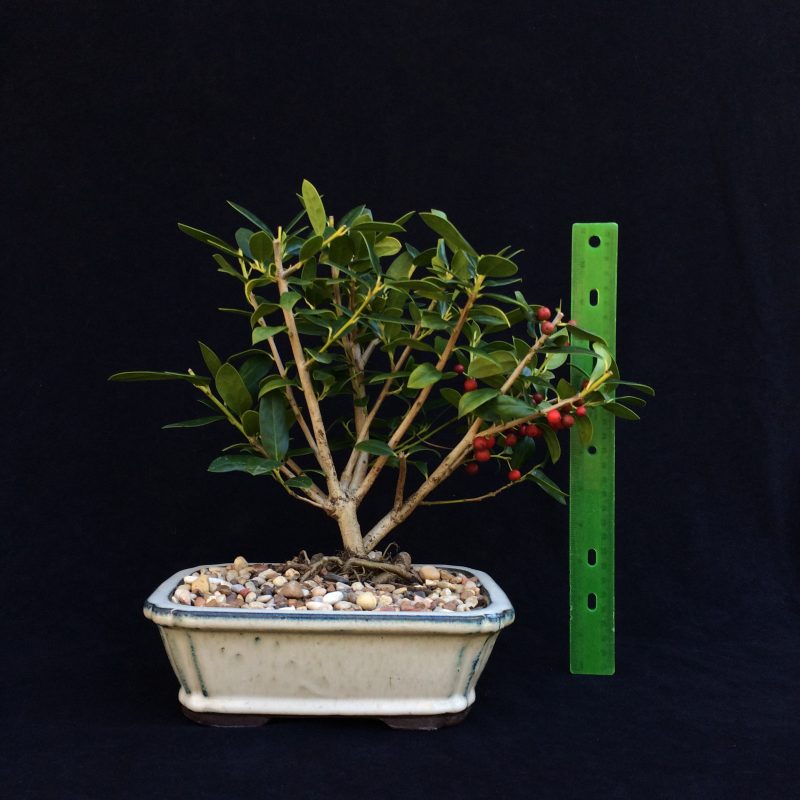 Burford Holly Bonsai Tree In 8" Ceramic Bonsai Pot, 7 Years, Evergreen Flowering Outdoor Bonsai - Image 2