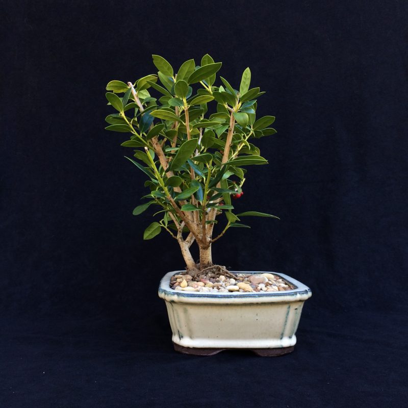 Burford Holly Bonsai Tree In 8" Ceramic Bonsai Pot, 7 Years, Evergreen Flowering Outdoor Bonsai - Image 8