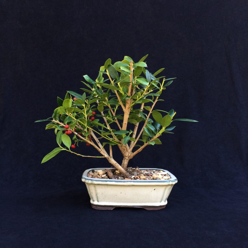 Burford Holly Bonsai Tree In 8" Ceramic Bonsai Pot, 7 Years, Evergreen Flowering Outdoor Bonsai - Image 3