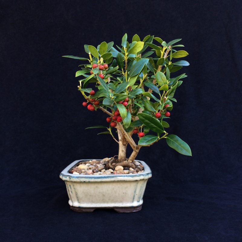 Burford Holly Bonsai Tree In 8" Ceramic Bonsai Pot, 7 Years, Evergreen Flowering Outdoor Bonsai - Image 5