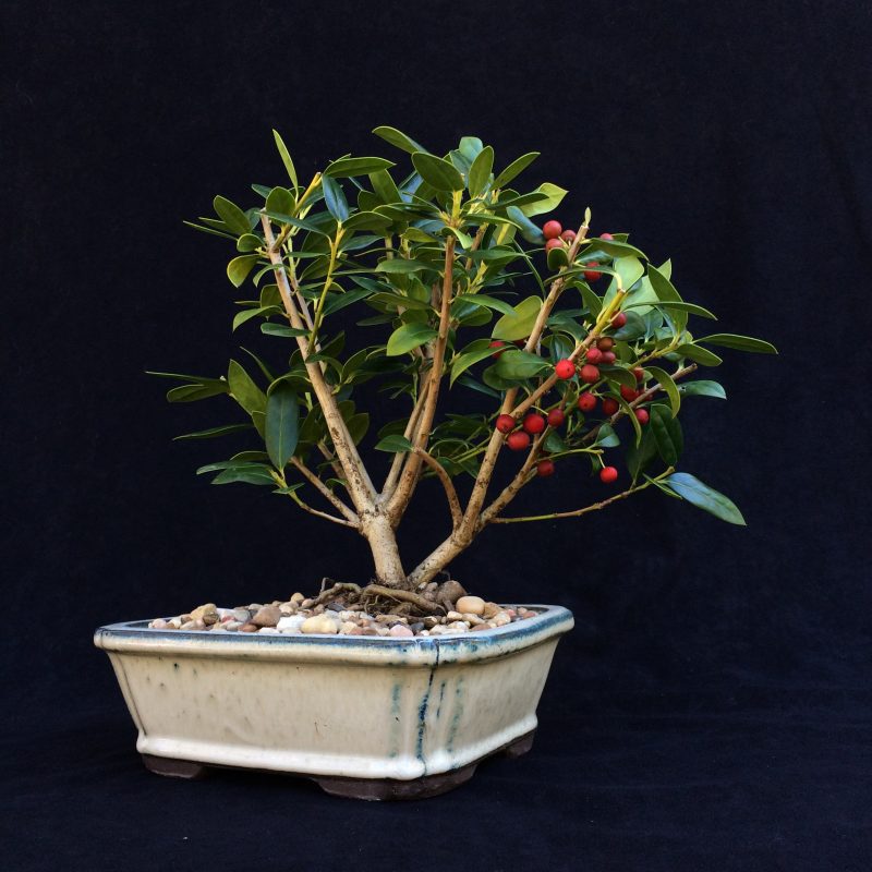 Burford Holly Bonsai Tree In 8" Ceramic Bonsai Pot, 7 Years, Evergreen Flowering Outdoor Bonsai - Image 4