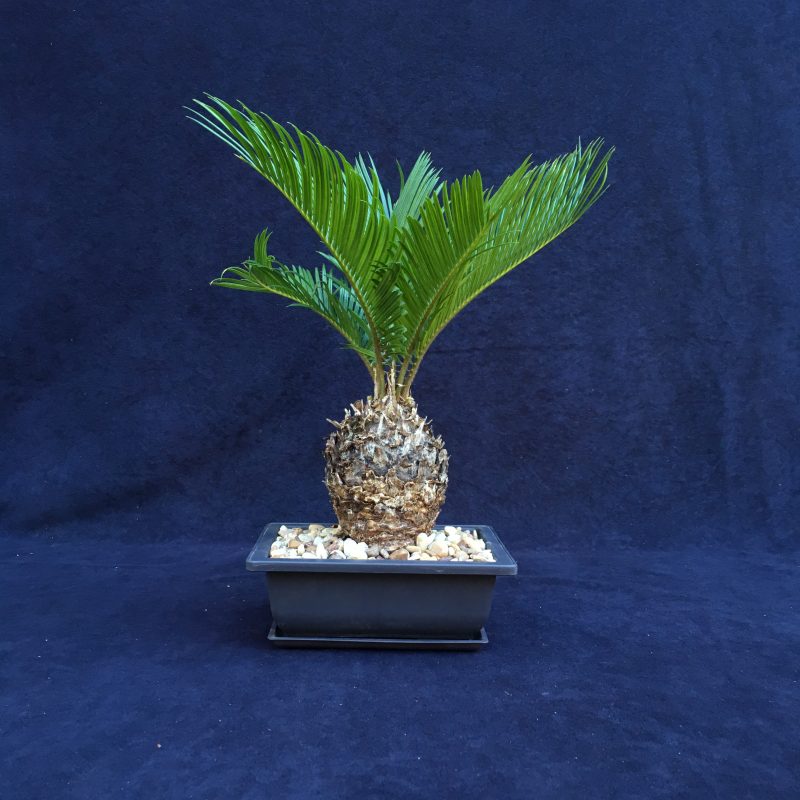 Sago Palm Bonsai