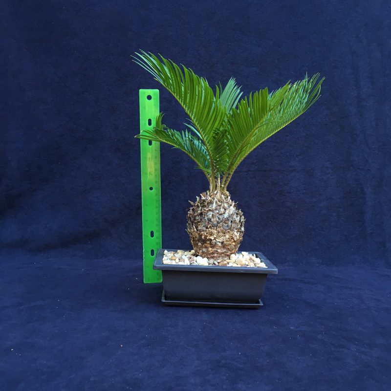 6 year old Sago Palm Bonsai Tree In 6" Pot - Image 2