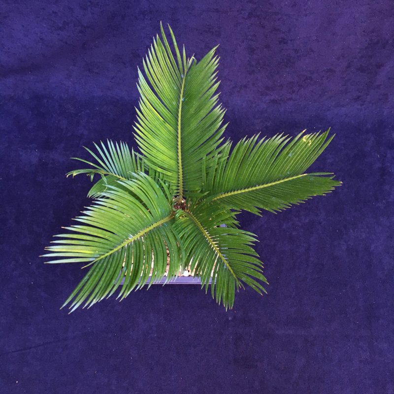 6 year old Sago Palm Bonsai Tree In 6" Pot - Image 3