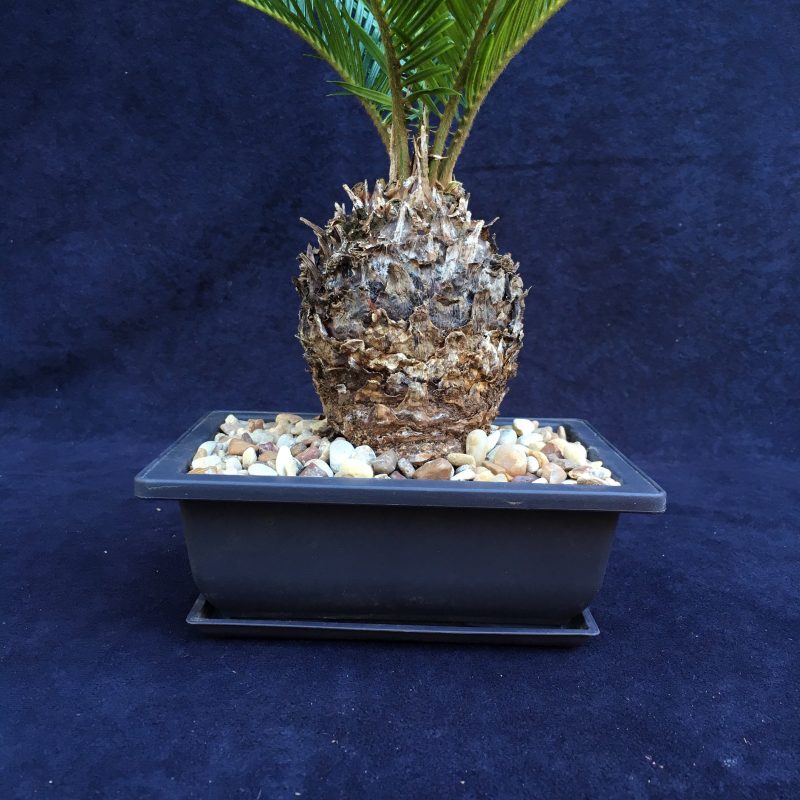 6 year old Sago Palm Bonsai Tree In 6" Pot - Image 4