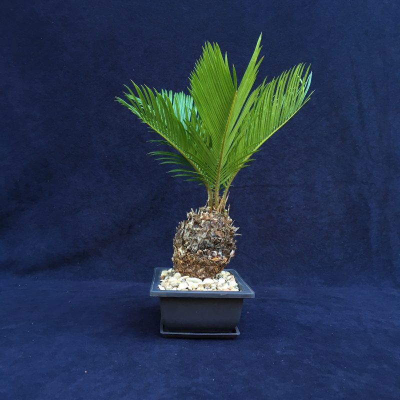 6 year old Sago Palm Bonsai Tree In 6" Pot - Image 5